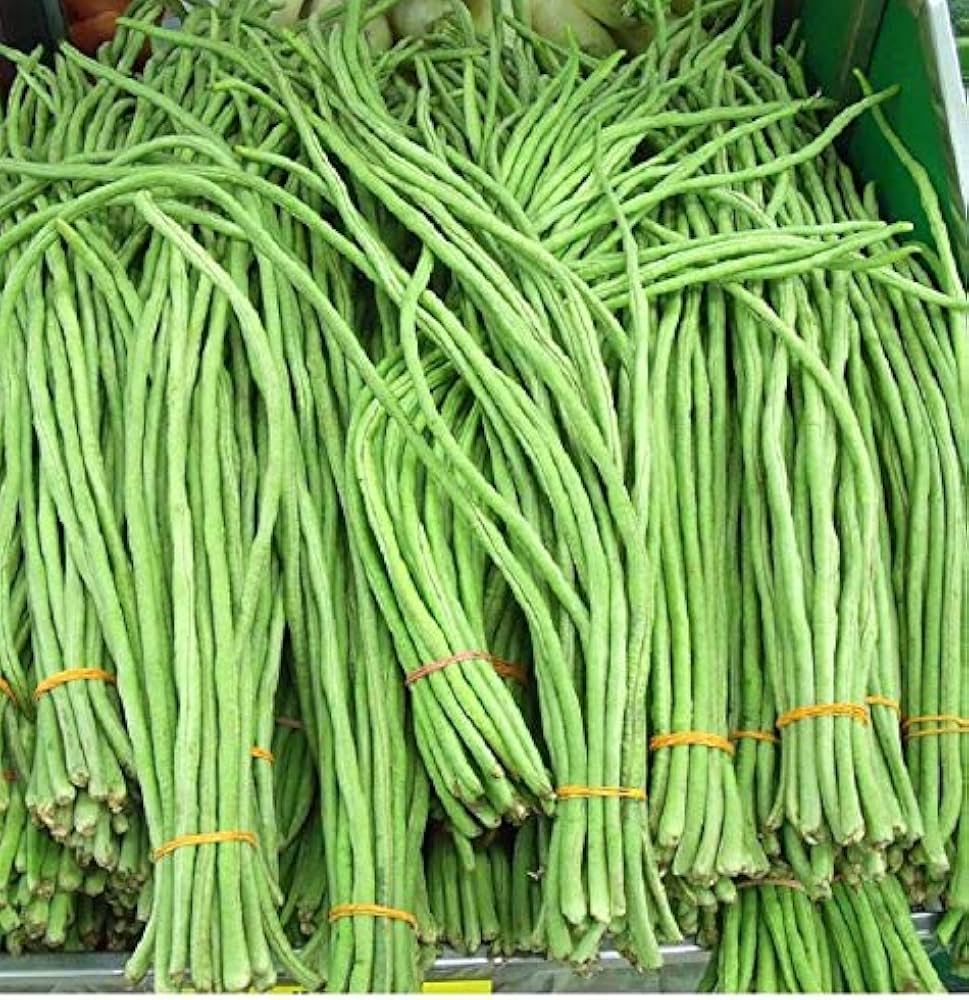 Long bean seeds (Vigna unguiculata – cowpea, snake bean) growing into fast-climbing vines producing lengthy green pods